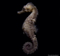   Title Majestic Name species Hippocampus hippocampus. Photographed Fig Tree Bay Cyprus. Size 20 Cyprus  
